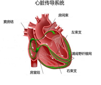 1正常心脏与心律失常159.png